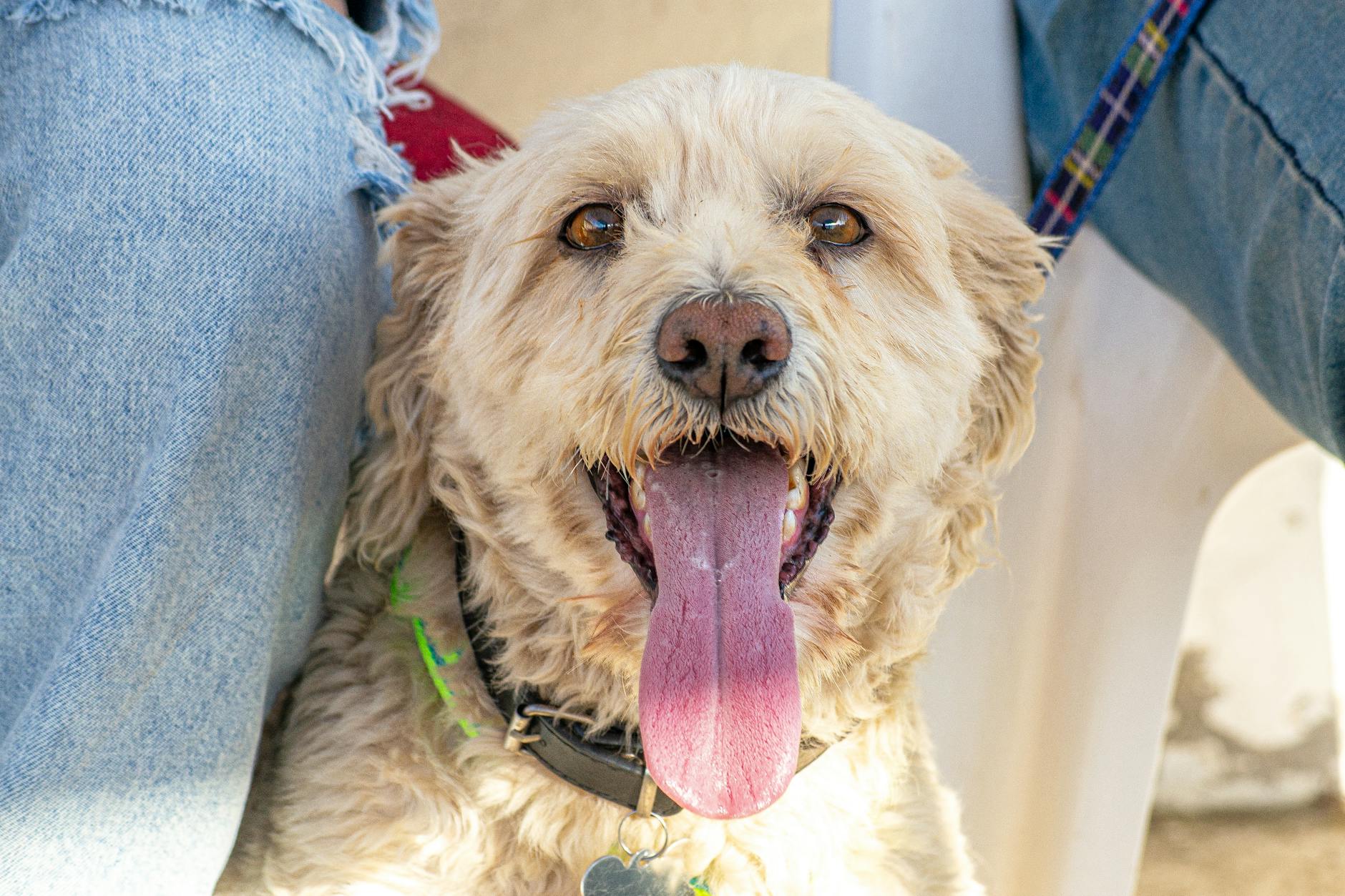 Perro feliz y sano