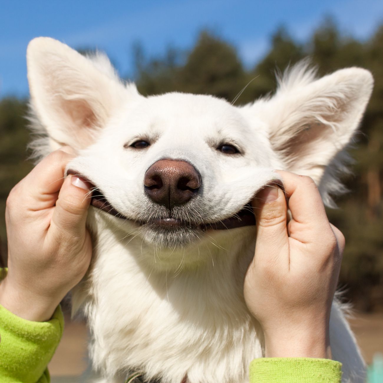 Mascota recuperada